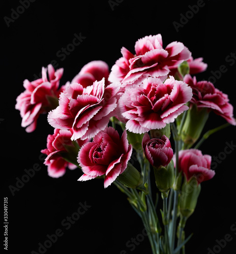 Carnation flowers isolated on black background