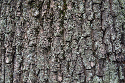 dark tree bark