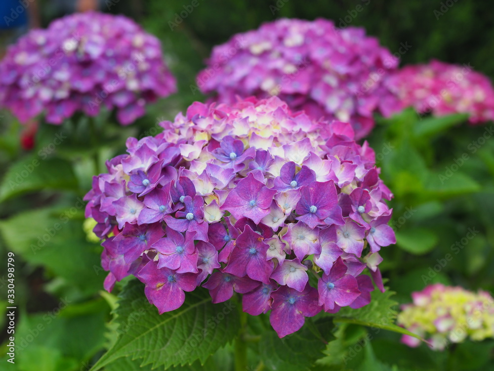 Hydrangea flowers bush. Pink hydrangea. Home garden of hydrangea. Beautiful blooming of Macrophylla hydrangeas. Hydrangea flowers bush. Pink hydrangea. Home garden of hydrangea. Beautiful blooming of Macrophylla hydrangeas.