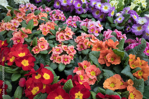Variety of cultivated primula