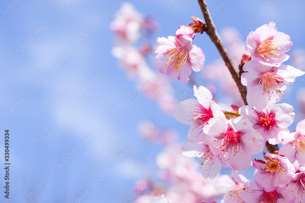 桜の花と青空