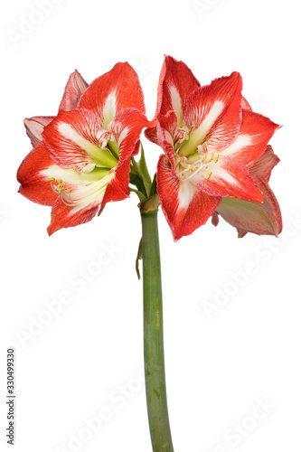  Large red and white star amaryllis  flowers