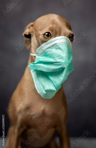dog with coronavirus protection mask © Eduardo Lopez