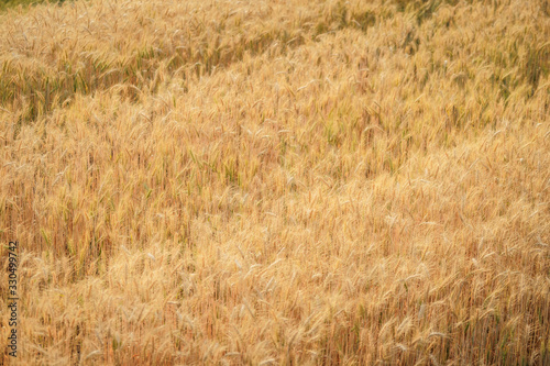 Gold grain ready for harvest in a farm field.