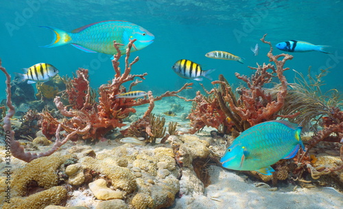Colorful marine life, tropical fishes and sponges underwater in Caribbean sea