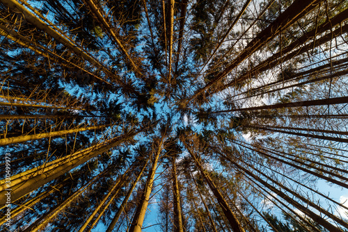 Fichtenwipfel mit blauem Himmel von unten