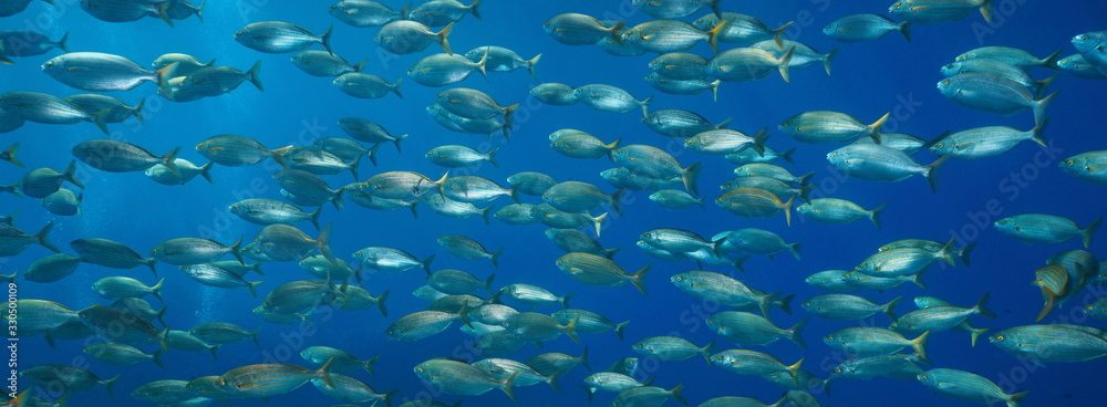 School of fish underwater in Mediterranean sea, Sarpa salpa, France