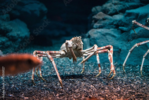 Japanese spider crab  at Osaka Aquarium Kaiyukan, Japan photo