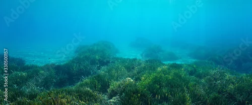 Panel kuchenny z motywem Seabed with seagrass underwater in Mediterranean sea, natural scene