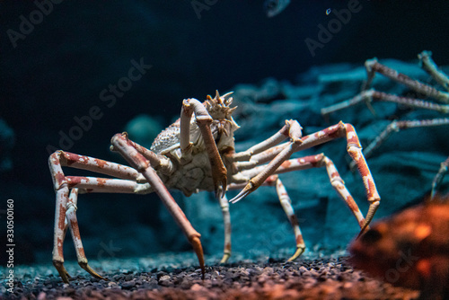 Japanese spider crab  at Osaka Aquarium Kaiyukan, Japan photo