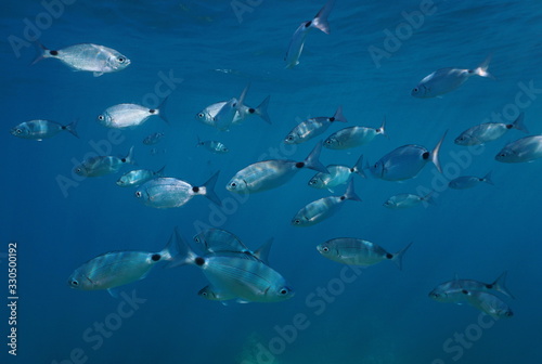 Shoal of fish underwater in Mediterranean sea  saddled seabream  Spain