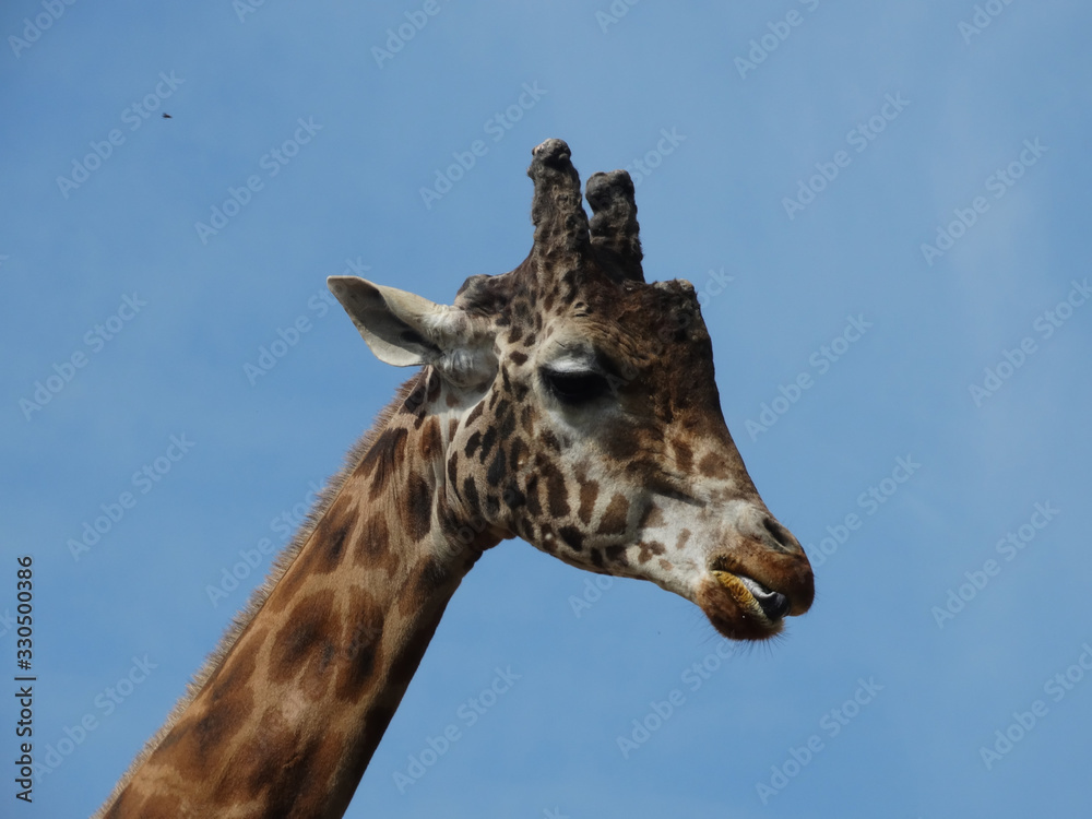 Girafe format potrait