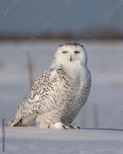 Snowy owl (Bubo scandiacus) standing in middle of a snow covered field at sunrise in Ottawa, Canada