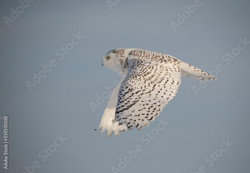 Snowy owl (Bubo scandiacus) in flight hunting over an ice covered field in Ottawa, Canada