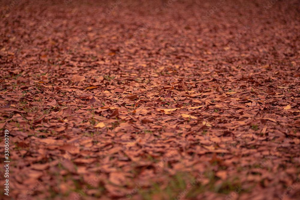 Many arid autumns leave on the ground during March Many arid autumns leave on the ground during March