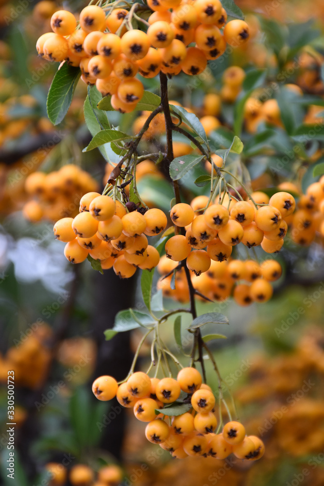 Orange berries in a cluster hang on one thin twig Orange berries in a cluster hang on one thin twig