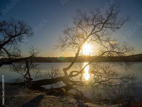 silhouette of tree by lake with setting sun