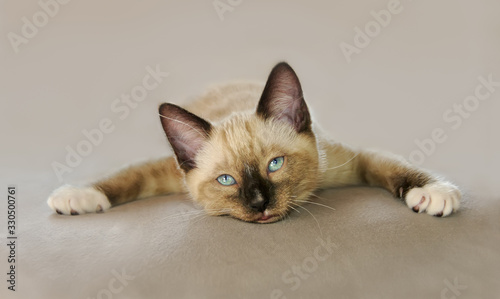 Obraz na płótnie A funny baby cat chilling out, it stretched out its legs and lying down in a sup