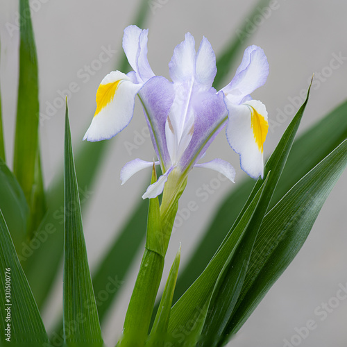 Petals of the Iris, Iridaceae Magnifica photo