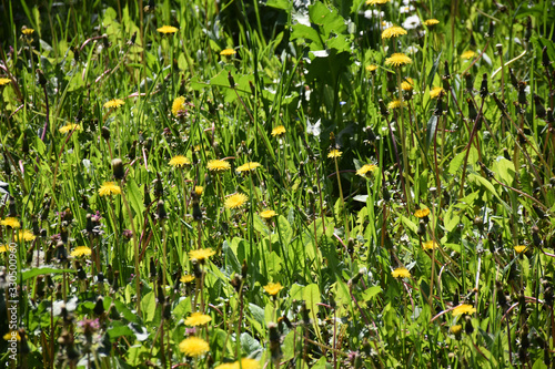 Flowers and leaves of blooming dandelion in green grass