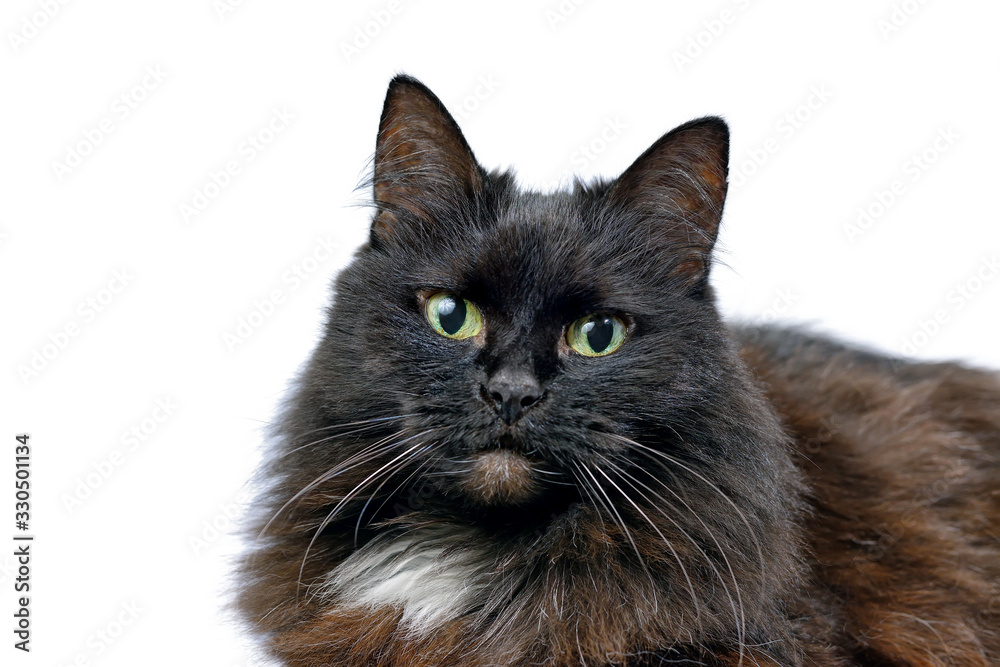 Studio portrait of the black cat isolated on a white background Studio portrait of the black cat isolated on a white background
