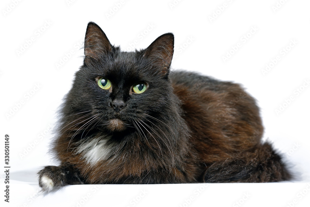 Black cat is lying isolated on a white background is looking at the camera. Shooting in the studio
