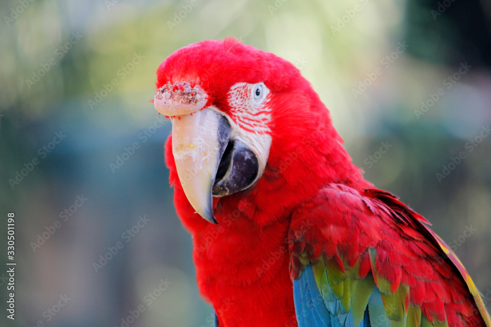 beautiful macaw parrot in zoo