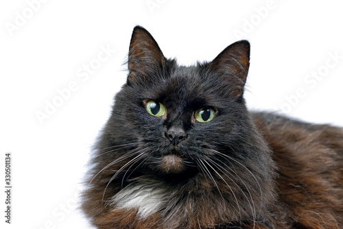 Studio portrait of the black cat isolated on a white background