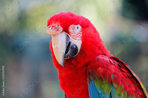 beautiful macaw parrot in zoo © leisuretime70