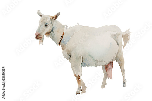 Watercolor white goat female isolated on white background. Original farm animal illustration.