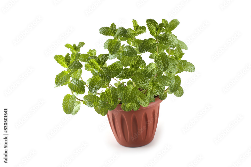 Naklejka premium Mint in pod