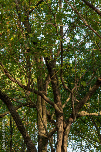 Close up of a fresh  green tree     nice background