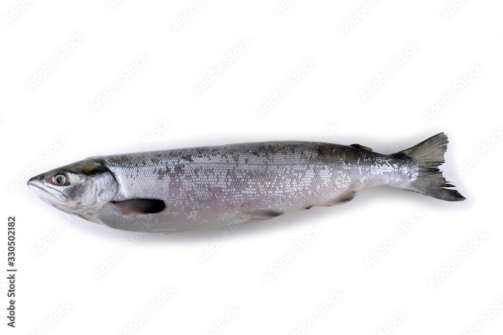 Arctic char Arctic char