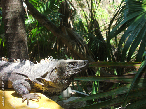 Closeup of a brown mexican iguana in the floor