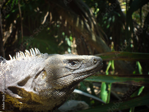 Portrait of a brown mexican iguana in the floor