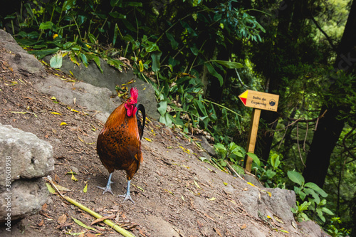 Gallo portugués cacareando, de color marrón y rojo, con sedoso plumaje