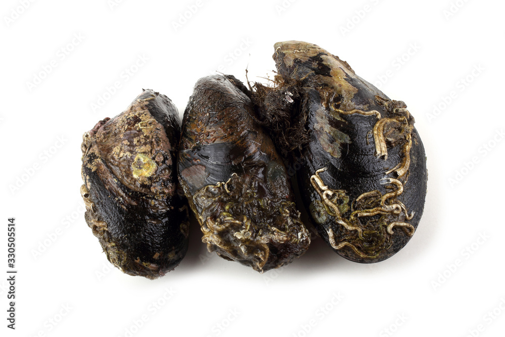 Mussels Mussels