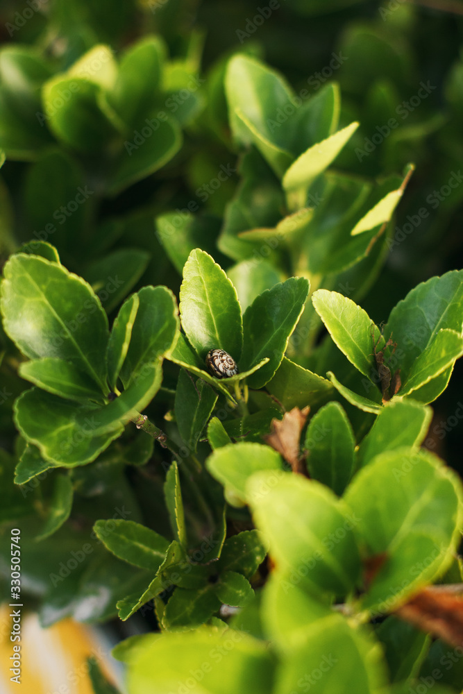 Tropical plant with snail inside leaf in the italian garden. Soft focus, film effect, author processing