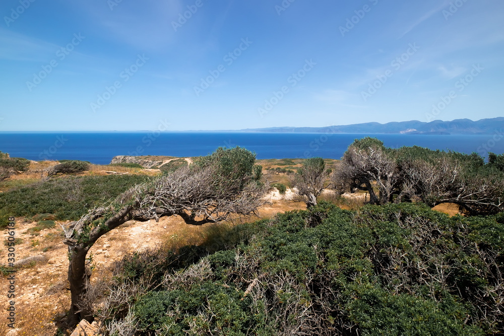 Amazing view of old olive tree on rocky hill, Crete island. Greece. Trunk twisted under blowing mediterranean wind of Aegean sea. Natural landscape and heritage plant over blue sea and azure water 
