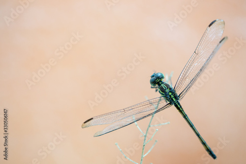 Macro view of sole dragonfly resting on branch with bokeh orange background © Jeffery