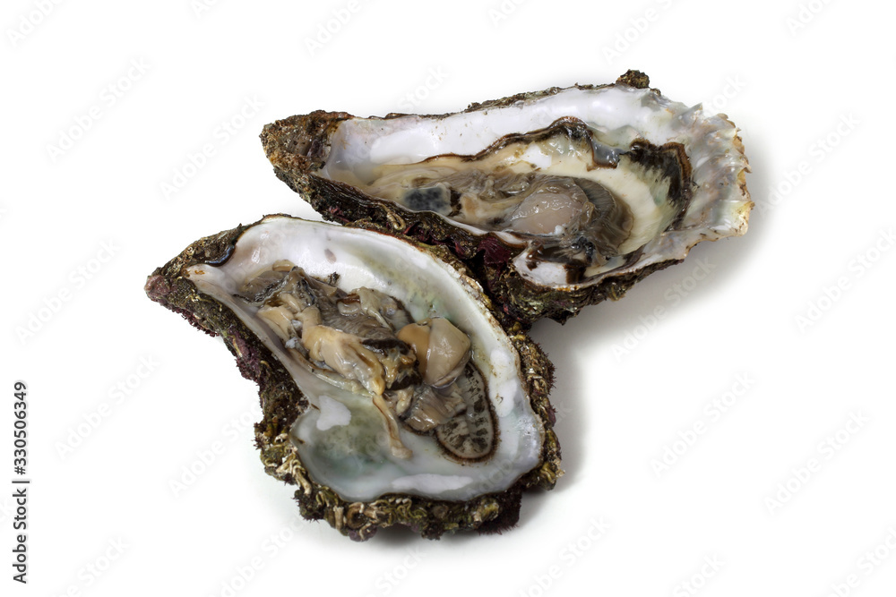 Opened oysters Opened oysters