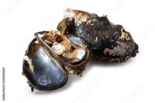 Opened mussels