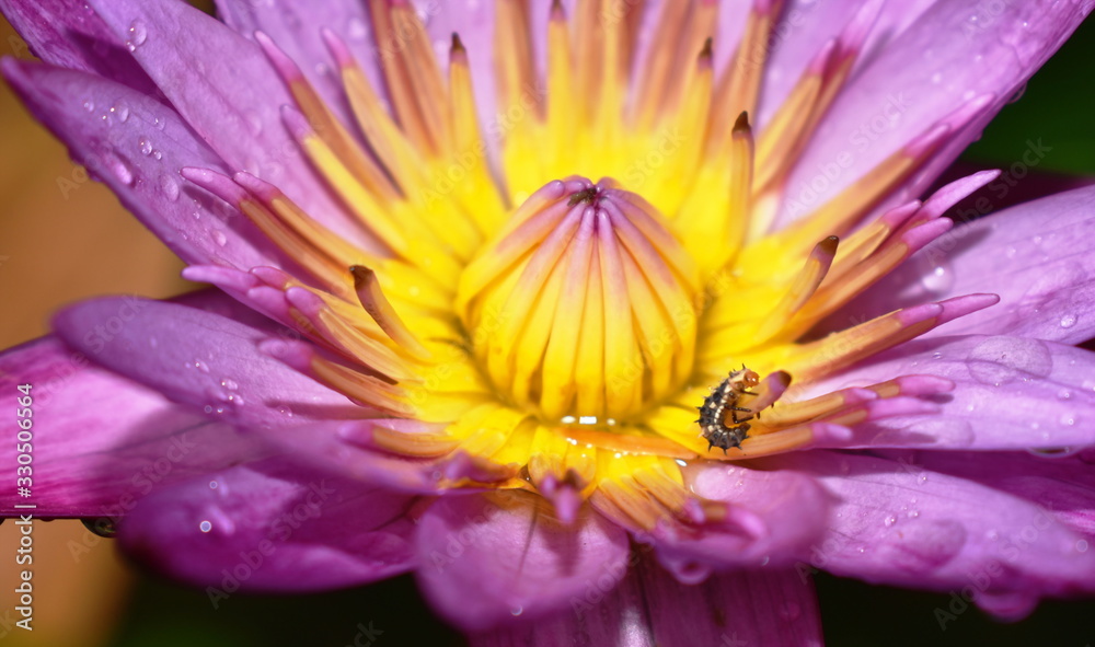 worm climping on purple lotus pollen blooming in water worm climping on purple lotus pollen blooming in water