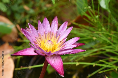 purple lotus water lily flower  blooming in water