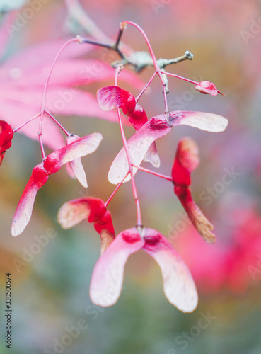 Ash Seeds