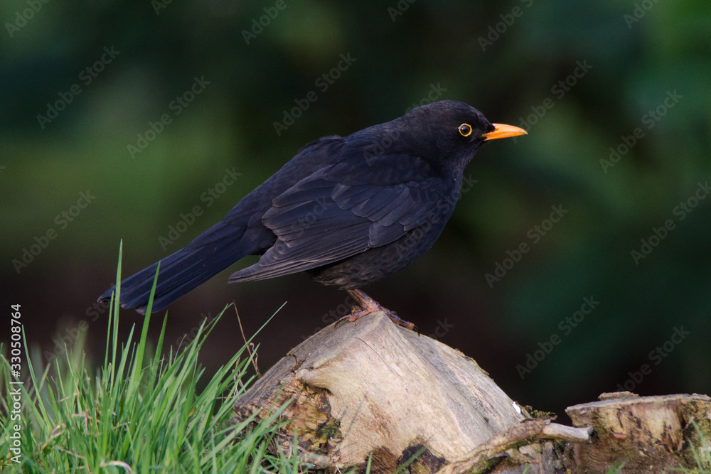 Amsel im Stadtpark