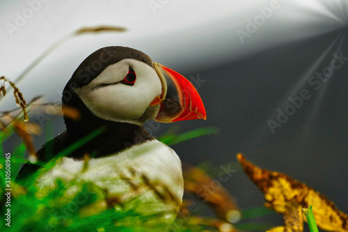 Puffin