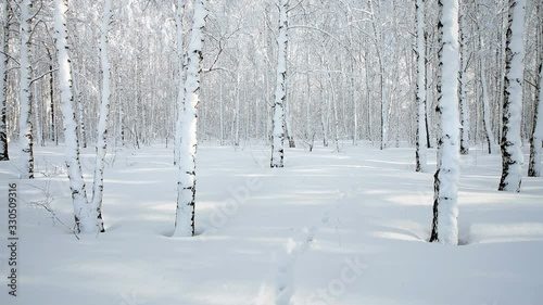 View of a winter snowy birch forest. Movement of the camera forward. Wolf tracks