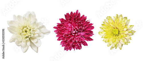 Photographie Set of different chrysanthemum flowers isolated on white
