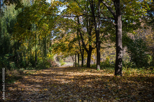 sunny autumn day in the park with yellow maple branches and green fir trees, Dnipro city, Ukraine